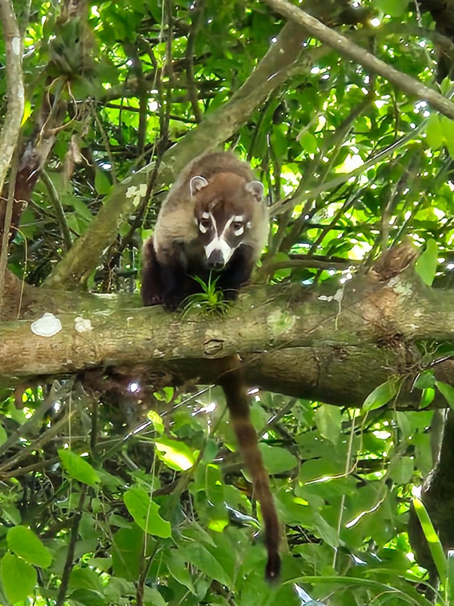 Glamping Monteverde Ngoại thất bức ảnh